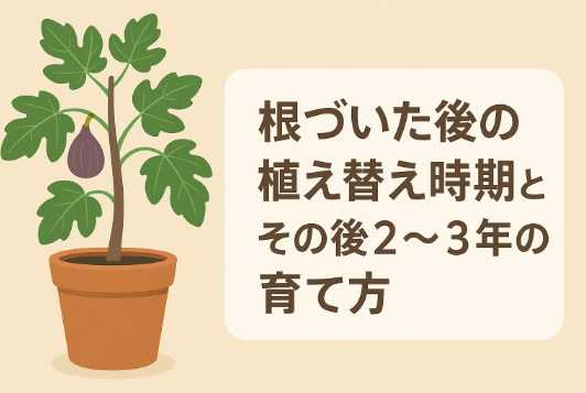 鉢上げのタイミング 鉢上げのタイミング